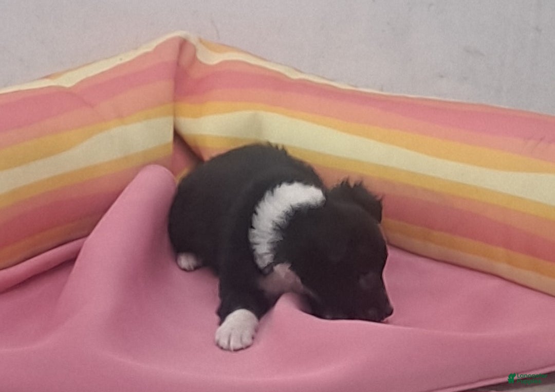 Miniature Australian Shepherd dogs for sale: Tim - Ad 4