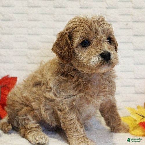 Cavapoo dogs for sale: Cedar - Ad 2
