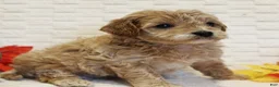 Cavapoo dogs for sale: Cedar - Ad 2