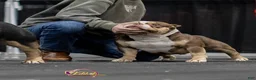 American Bully dogs for sale: lil UCE - Ad 13