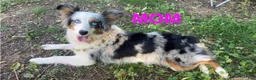 Miniature Australian Shepherd dogs for sale: Gray - Ad 4