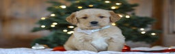Golden Retriever dogs for sale: Dash - Ad 1