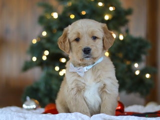 Golden Retriever dogs Dash - Ad 6