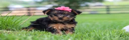 Yorkshire Terrier dogs for sale: Stella - Ad 3