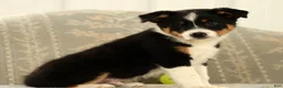 Australian Shepherd dogs for sale: Zeke - Ad 4