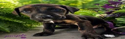 Mixed Breed dogs for sale: purple - Ad 3