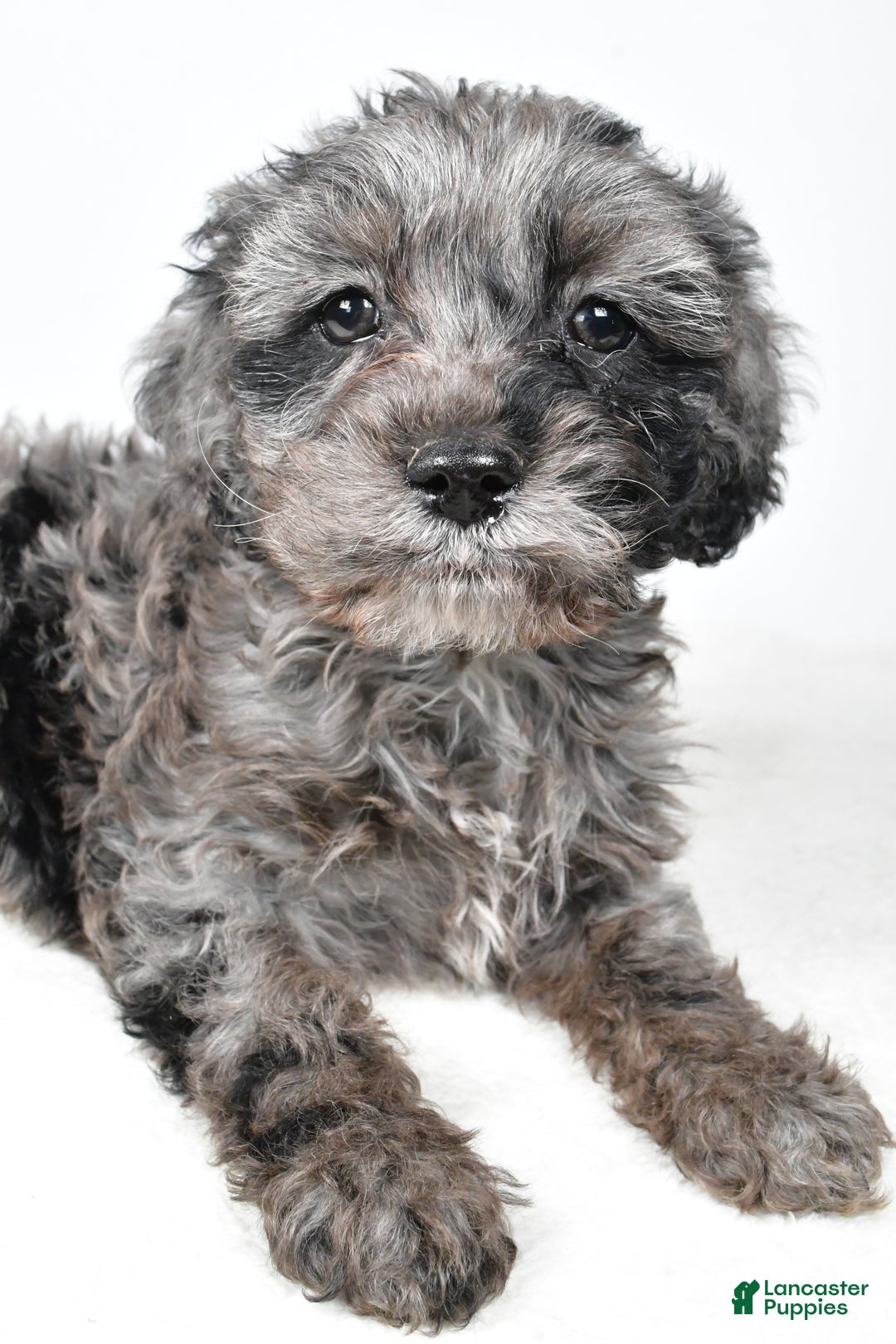 Cockapoo dogs for sale: Kelly - Ad 8