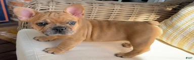 Potato