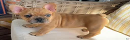 French Bulldog dogs for sale: Potato - Ad 1