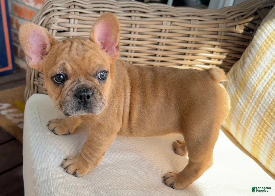 French Bulldog dogs for sale: Potato - Ad 1