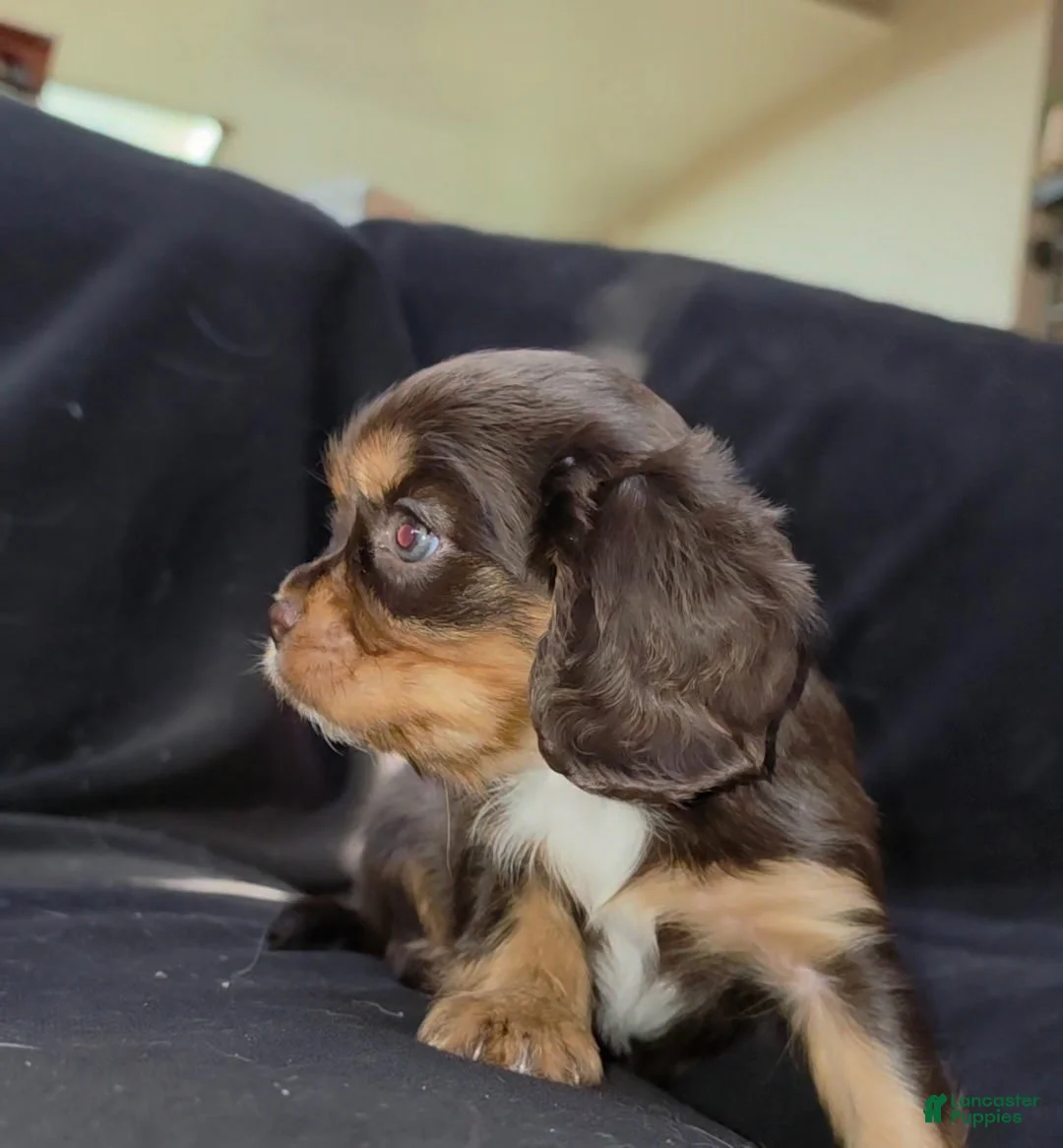 Cavalier King Charles Spaniel dogs for sale: Cavalier King Charles Spaniel 3 - Ad 2