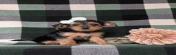 Yorkiepoo dogs for sale: Kalima - Ad 4