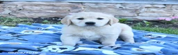 Golden Retriever dogs for sale: Blossom - Ad 3