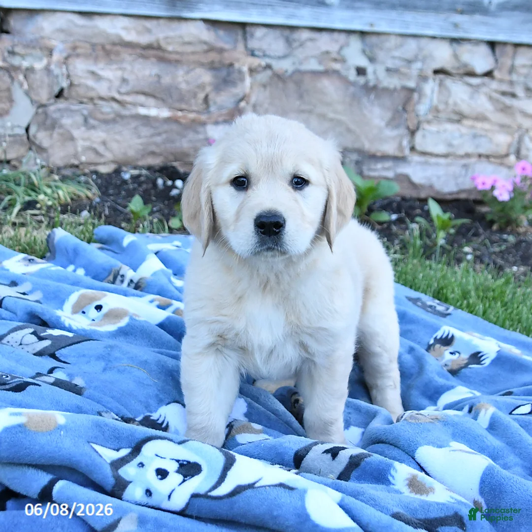 Golden Retriever dogs for sale: Blossom - Ad 3