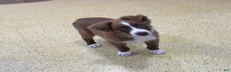 Australian Shepherd dogs for sale: Tremor  - Ad 3