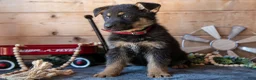 German Shepherd dogs for sale: Montana - Ad 3