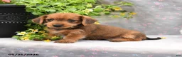Dorkie dogs for sale: Percy - Ad 1