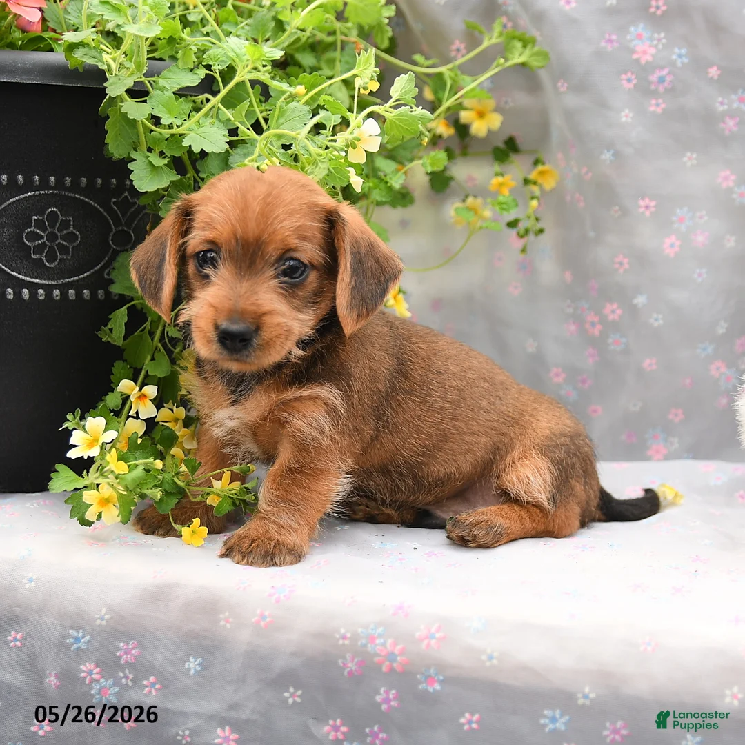 Dorkie dogs for sale: Percy - Ad 1