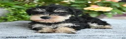 Miniature Schnauzer dogs for sale: Sheila - Ad 5