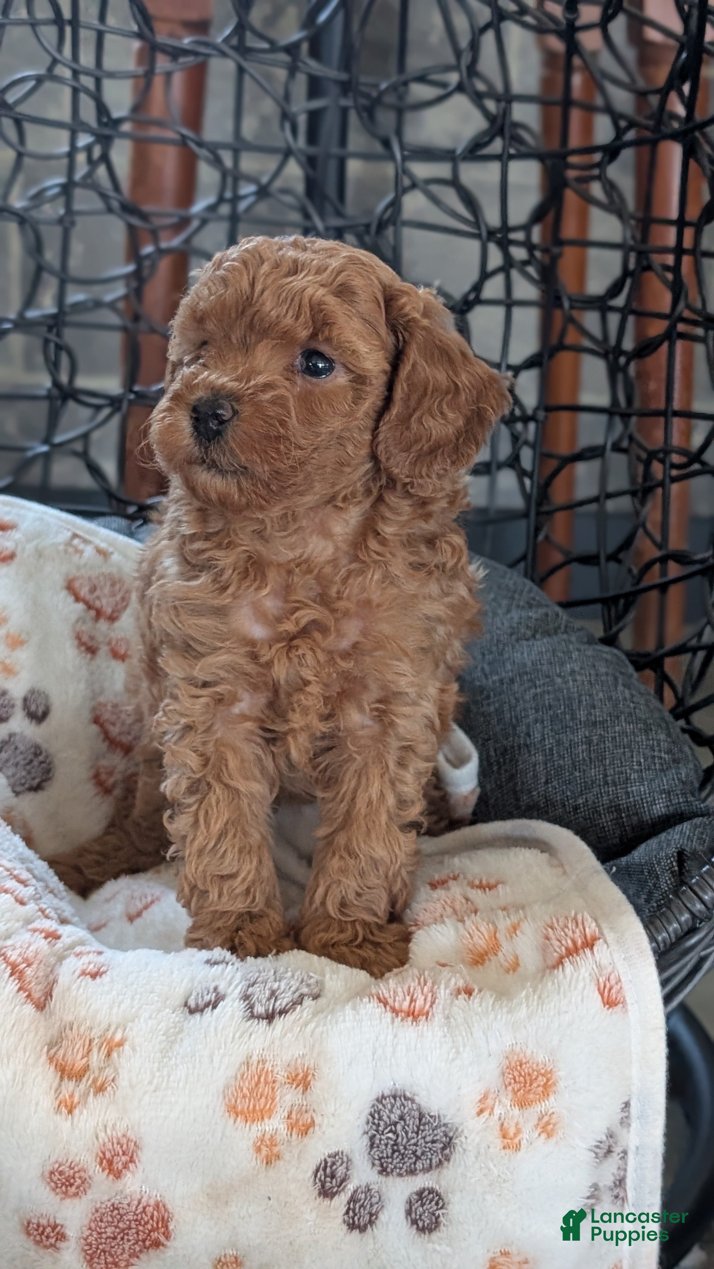 Toy Poodle dogs for sale: Wanda - Ad 2