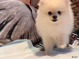 Pomeranian dogs for sale: Chloe - Ad 4