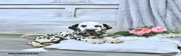 Dalmatian dogs for sale: Mimi - Ad 3