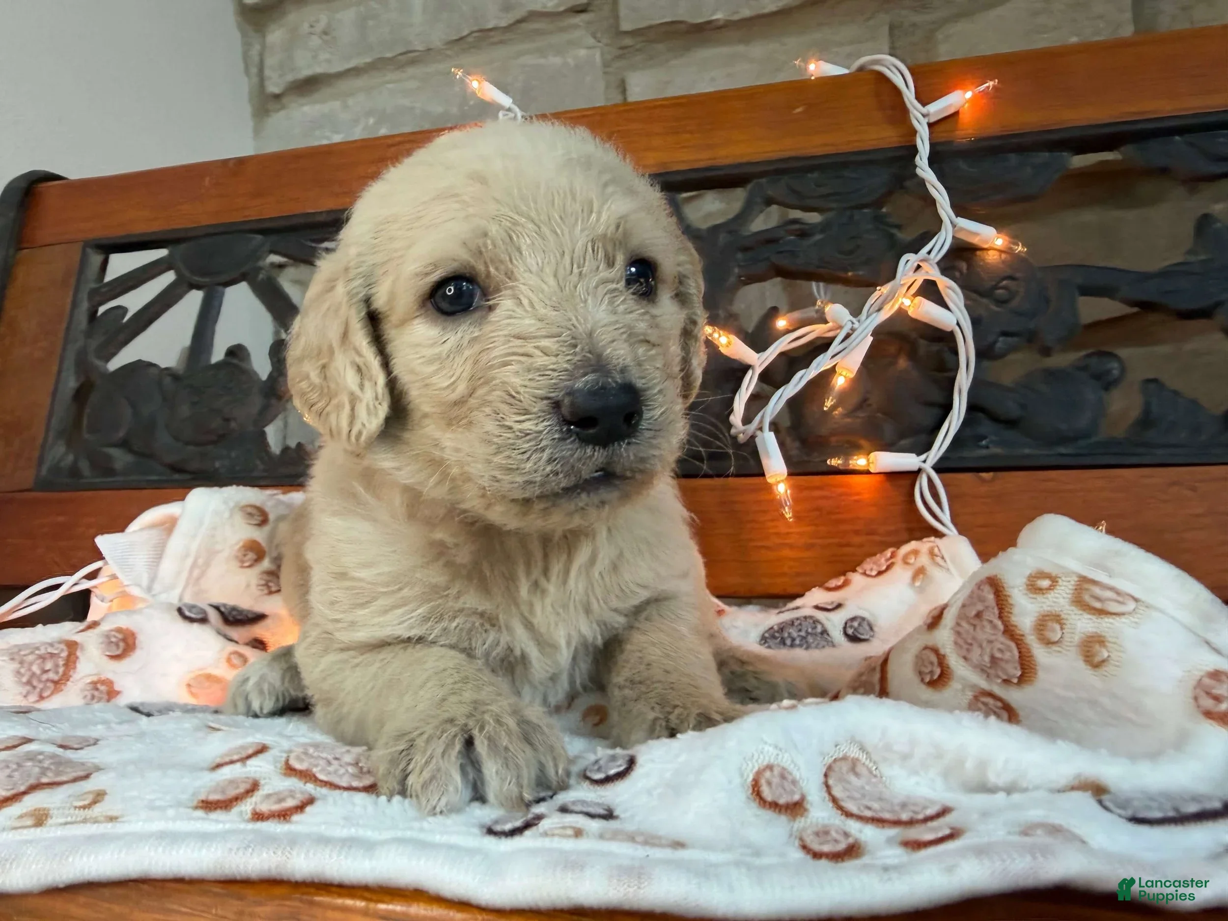 Labradoodle dogs Zuri (Girl) - Ad 1