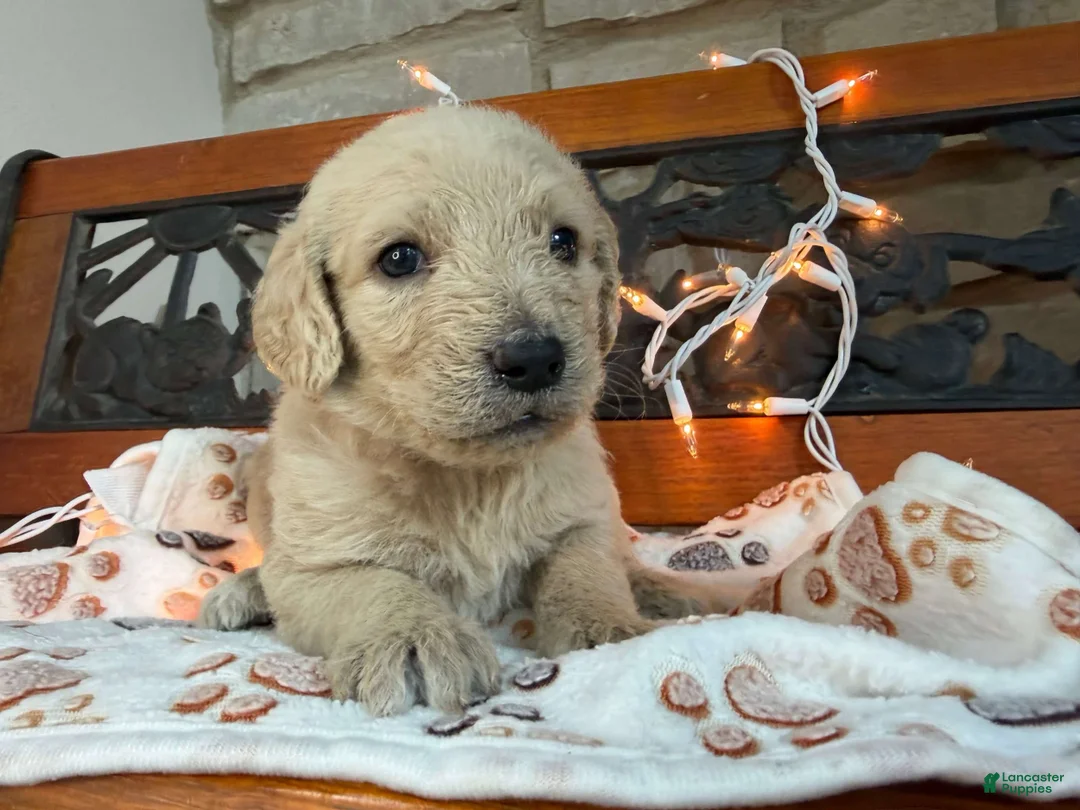Labradoodle dogs for sale: Zuri (Girl) - Ad 1