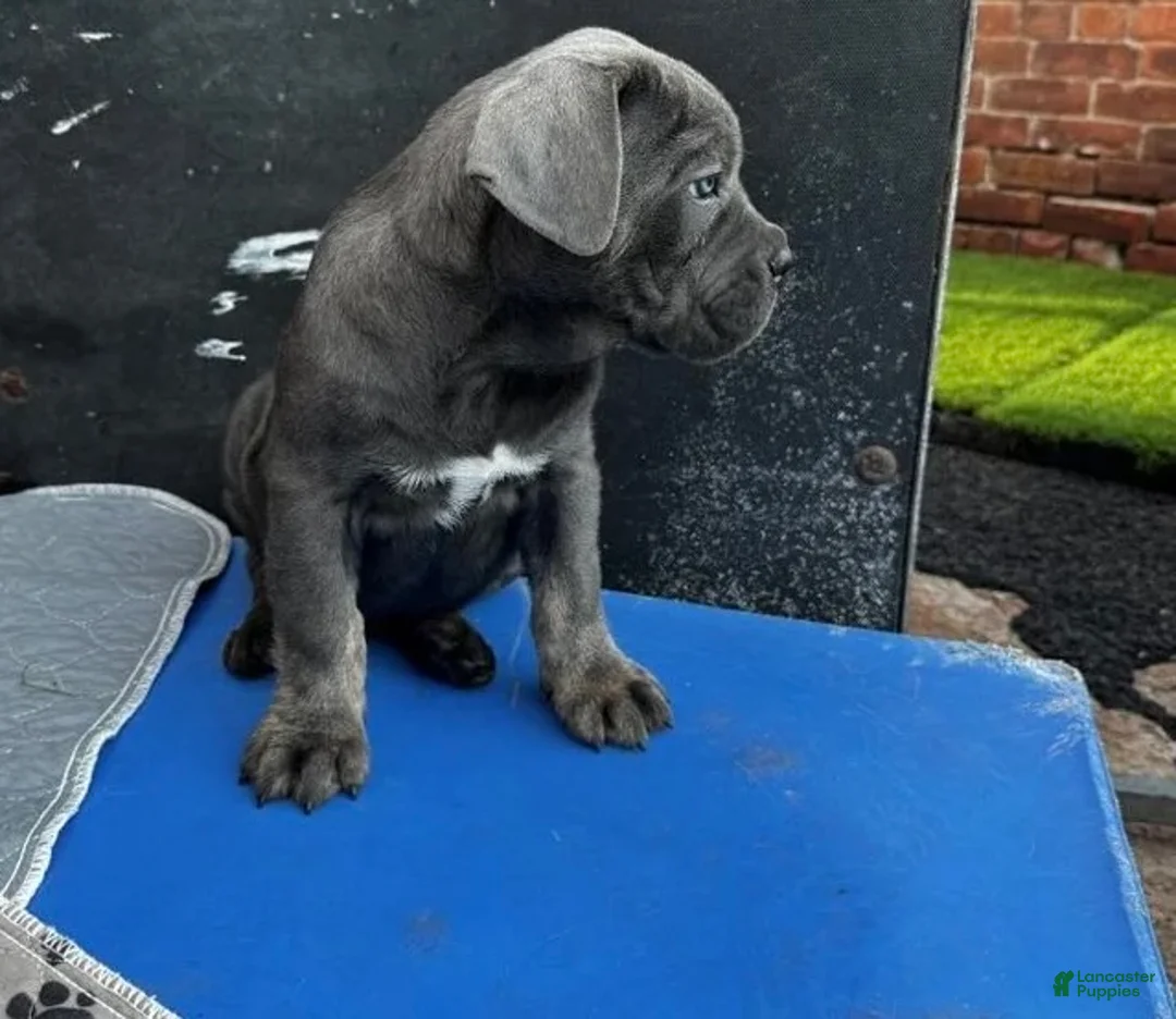 Cane Corso dogs for sale: Khaos - Ad 1