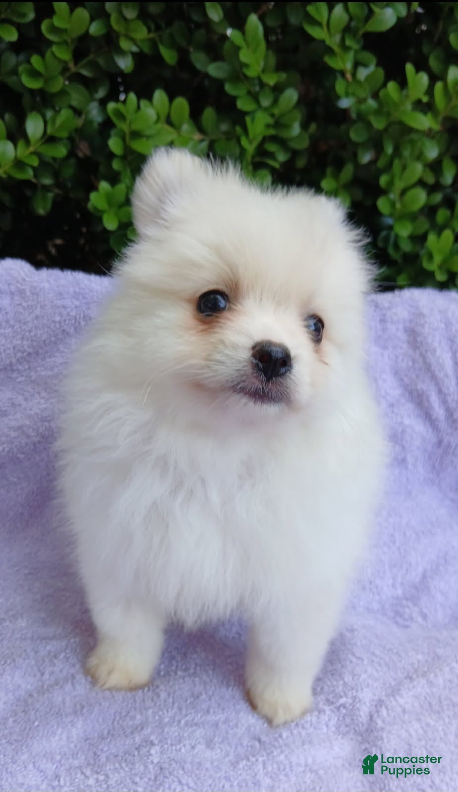 Pomeranian dogs for sale: Vampie - Ad 2