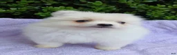 Pomeranian dogs for sale: Vampie - Ad 1