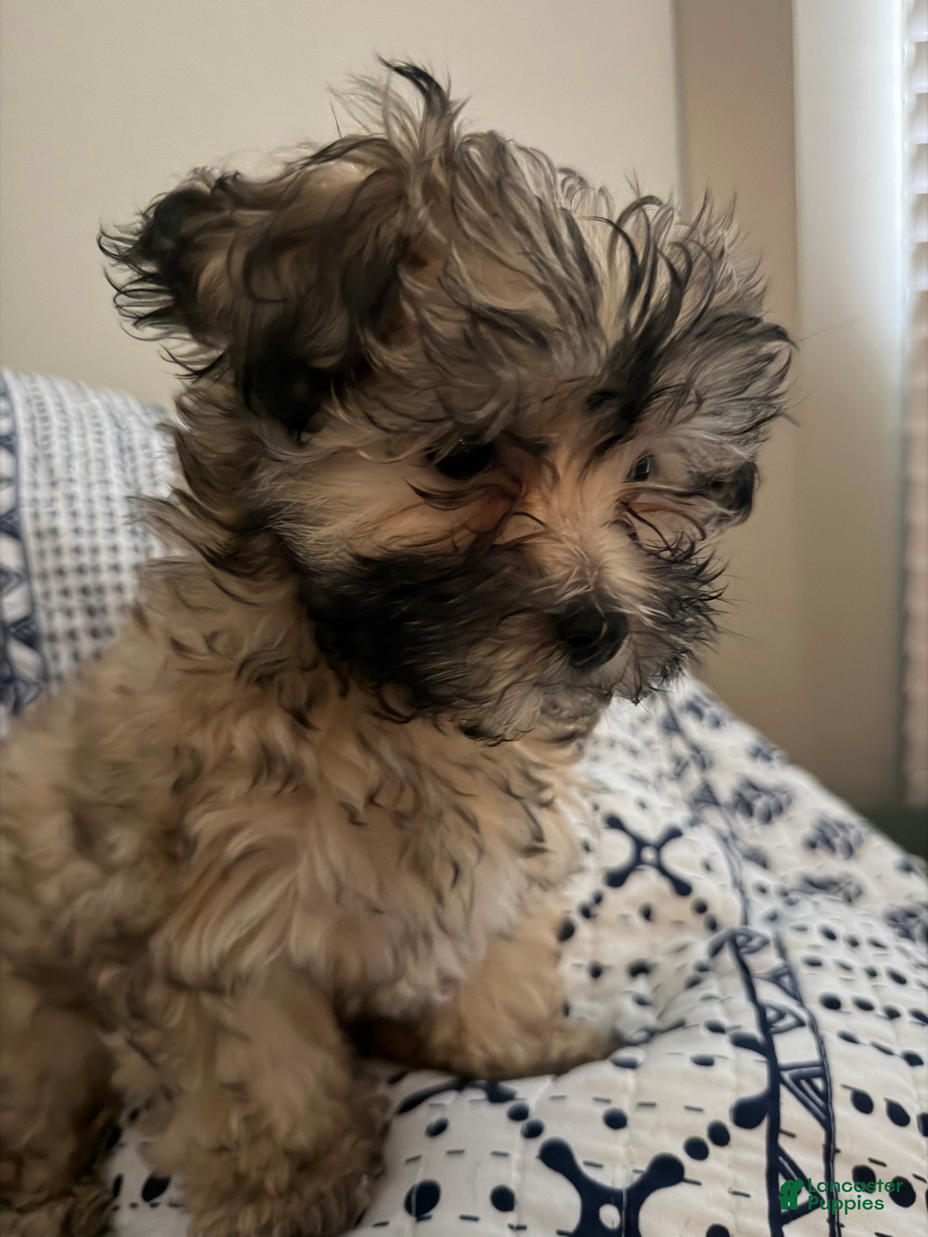 Shihpoo dogs Shihpoo 1 - Ad 18