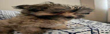 Shihpoo 1