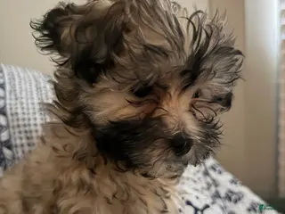 Shihpoo dogs Shihpoo 1 - Ad 18