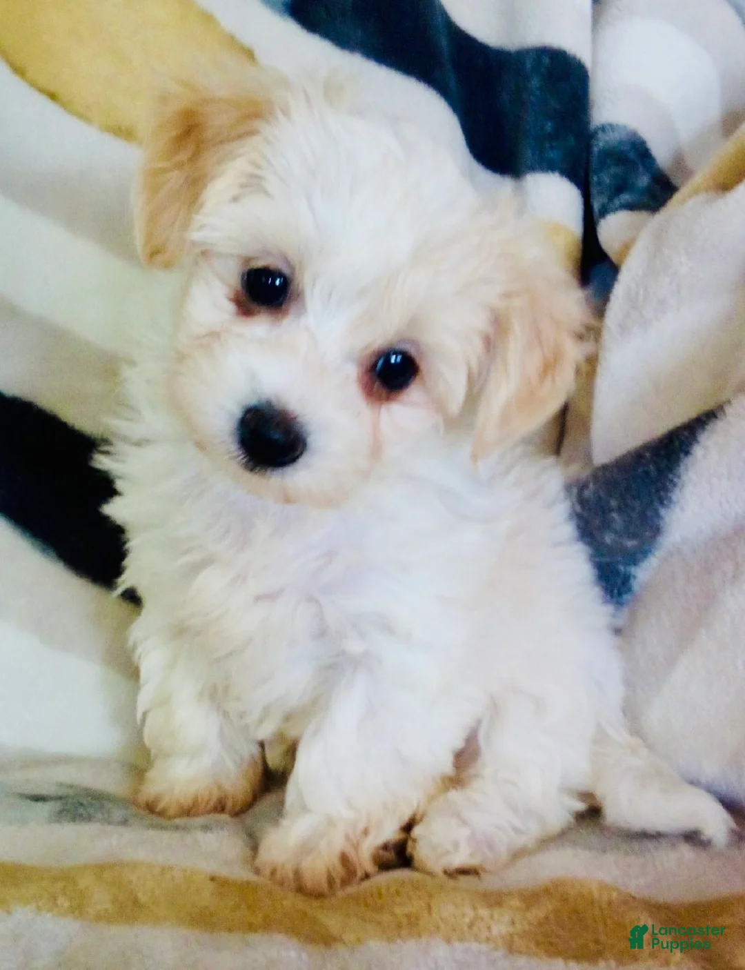 Yochon dogs for sale: Minnie - Ad 2