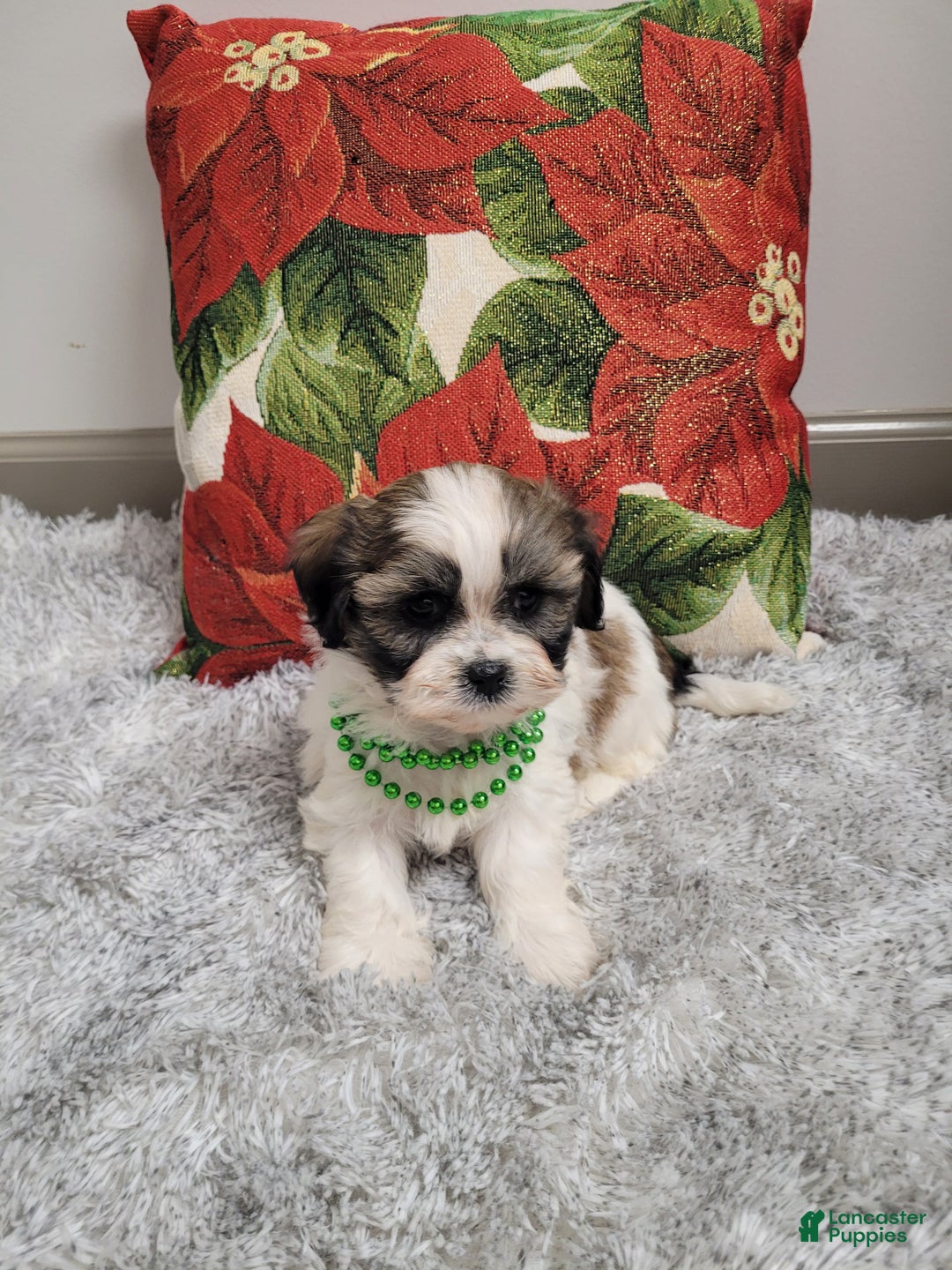 Teddy Bear dogs for sale: Brandon - Ad 5