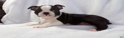 Boston Terrier dogs for sale: Handsome AKC - Ad 1