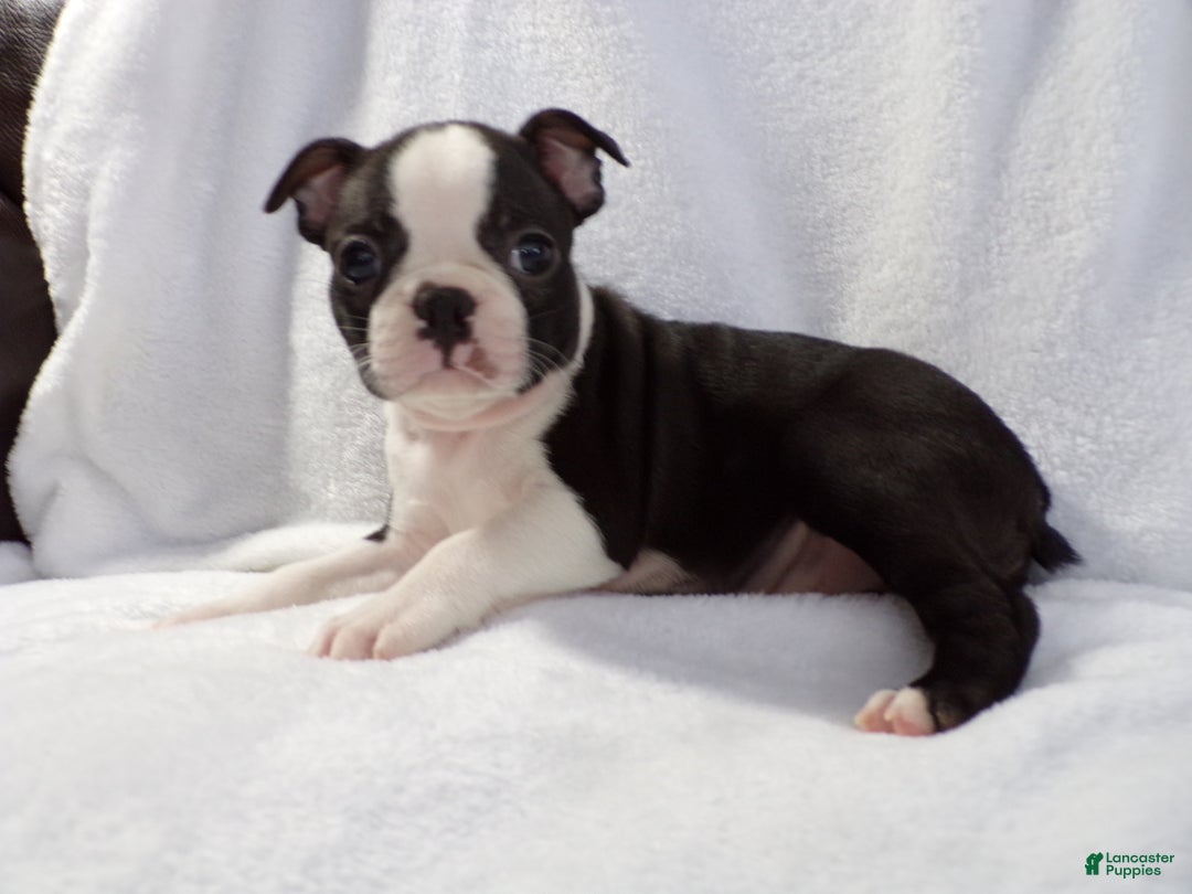 Boston Terrier dogs for sale: Handsome AKC - Ad 1