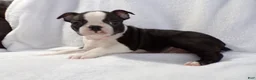Boston Terrier dogs for sale: Handsome AKC - Ad 1