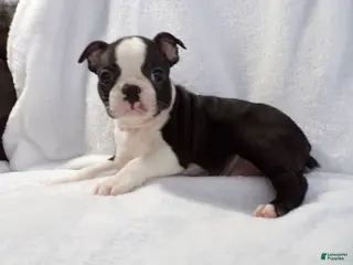 Boston Terrier dogs Handsome AKC - Ad 27