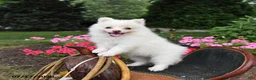 Pomeranian dogs for sale: Ranger - Ad 1