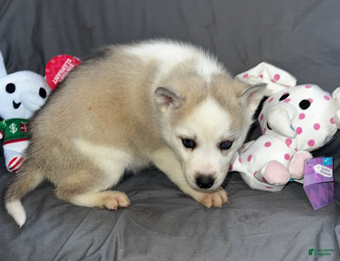 Siberian Husky dogs for sale: Siberian Husky Luna - Ad 2