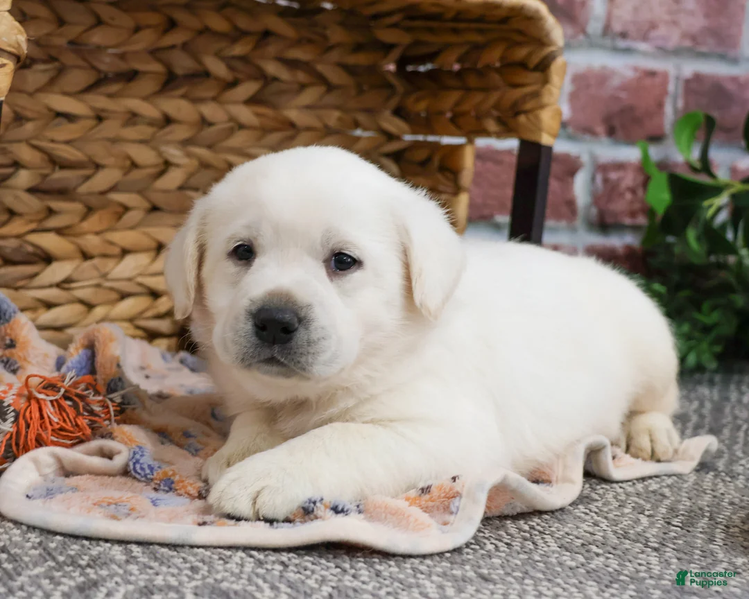 Labrador Retriever dogs for sale: Jake  - Ad 6