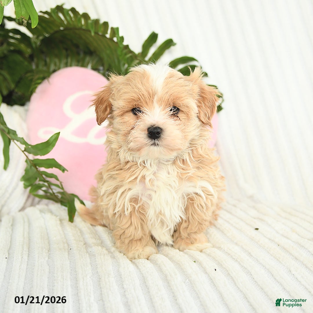 Mixed Breed dogs for sale: Levi - Ad 3