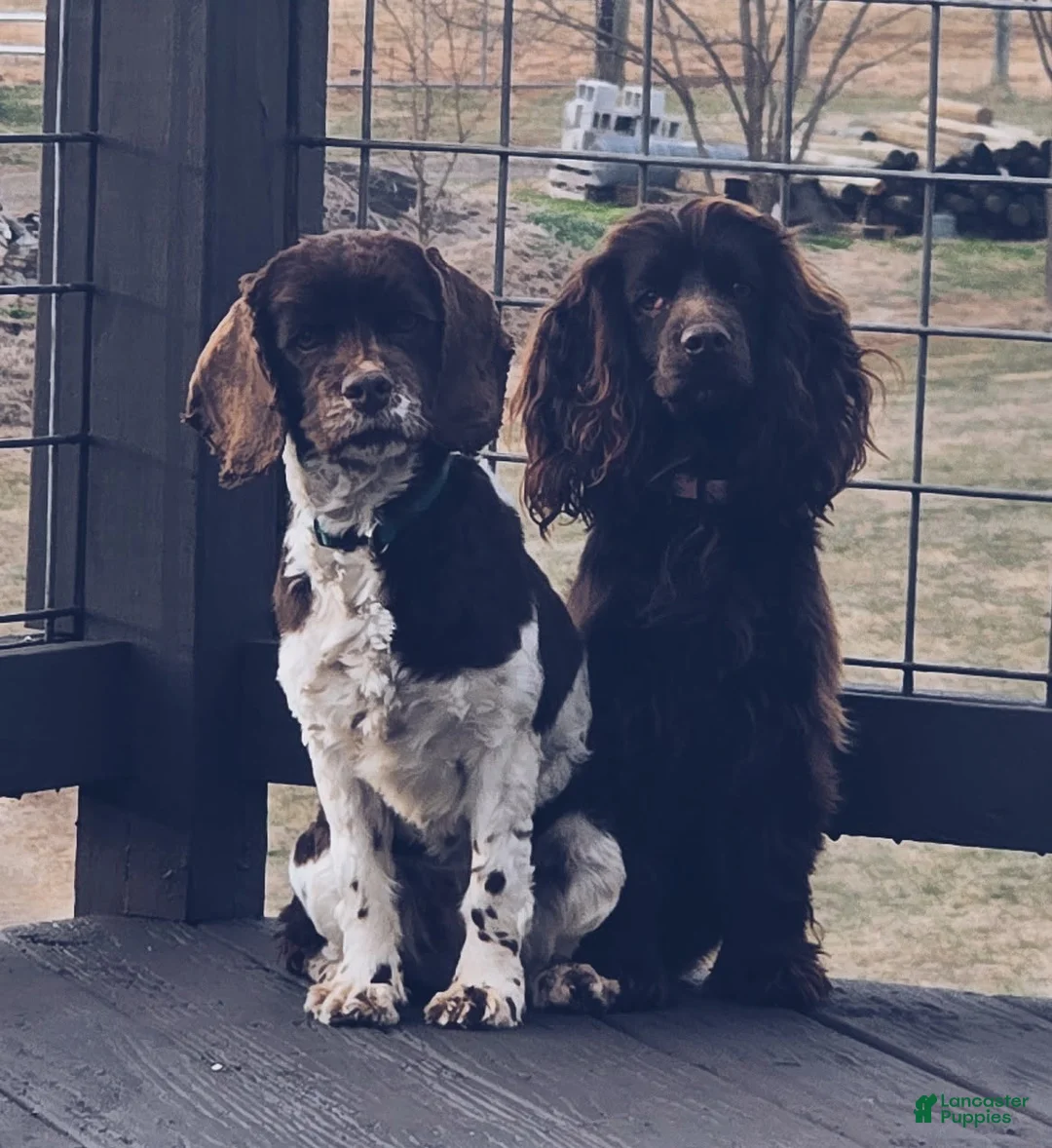 Mixed Breed dogs for sale: Pepper - Ad 2