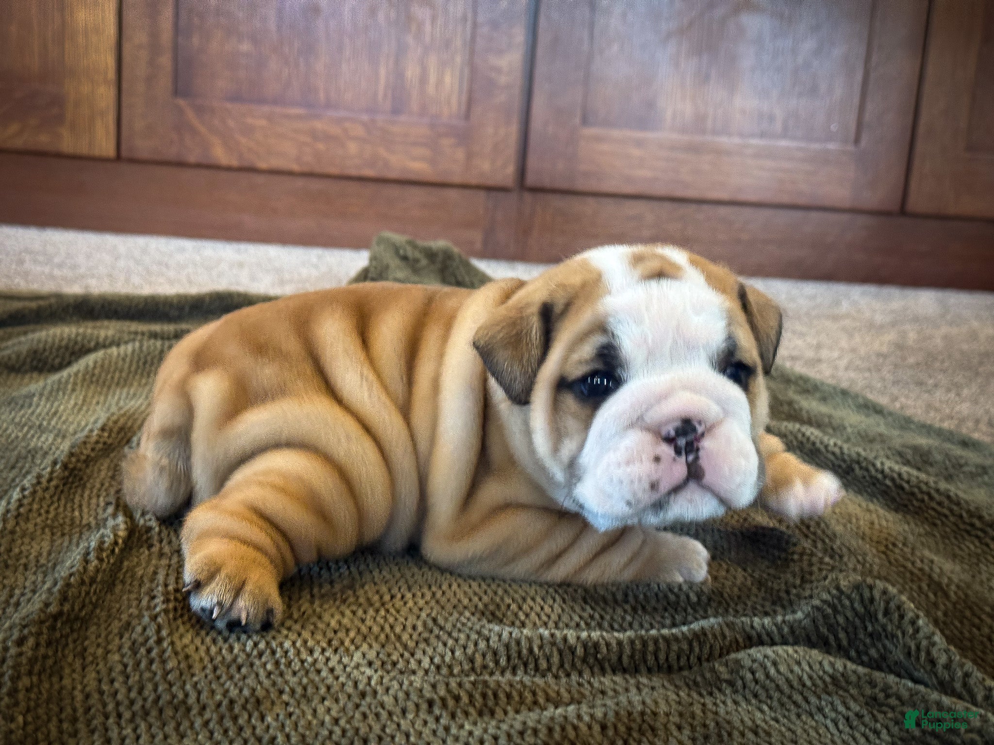 English Bulldog dogs Garth - Ad 1