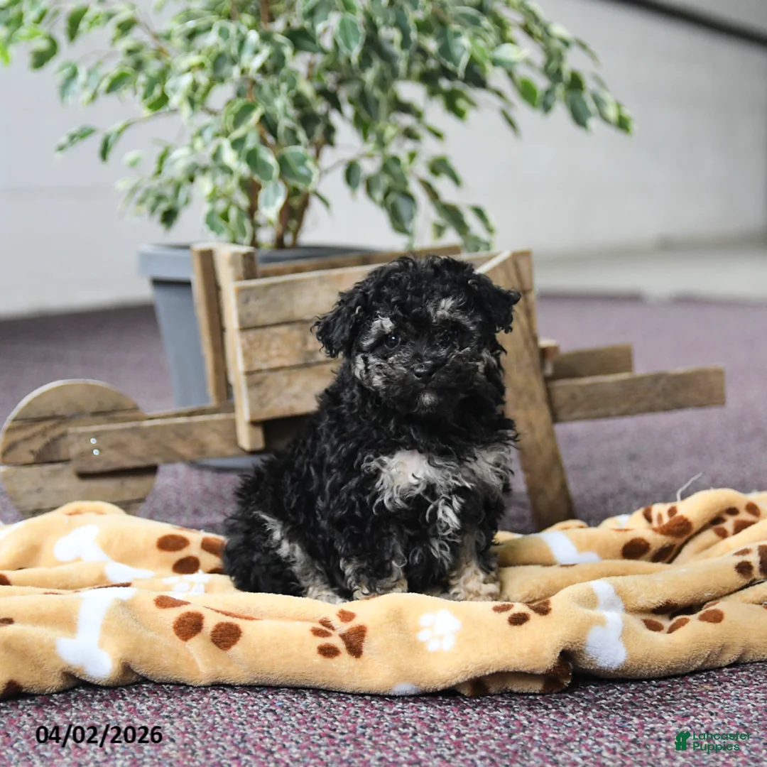 Toy Poodle dogs for sale: Viola  - Ad 1