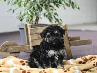 Toy Poodle dogs for sale: Viola - Ad 3