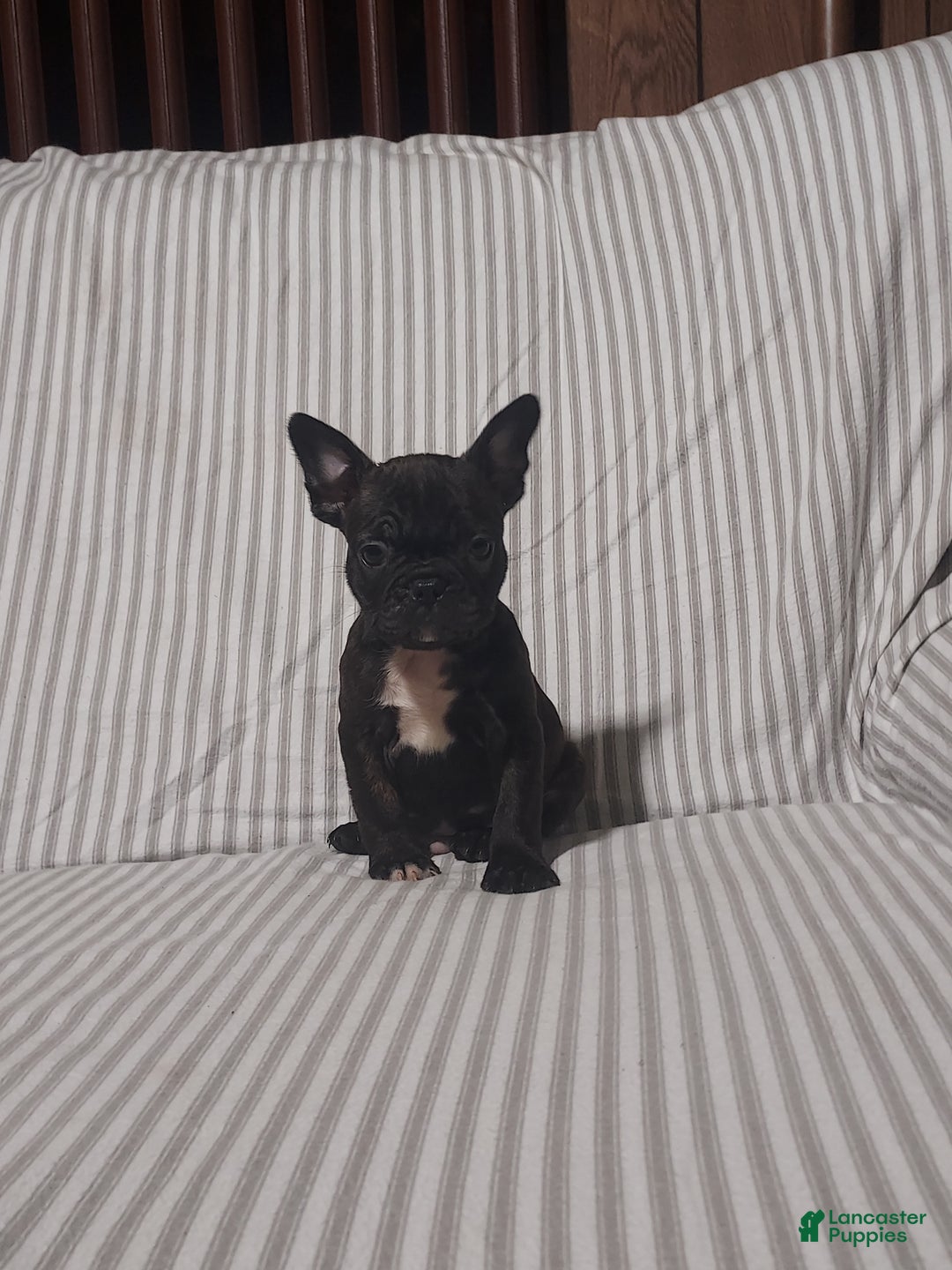 Frenchton dogs for sale: Blake - Ad 11