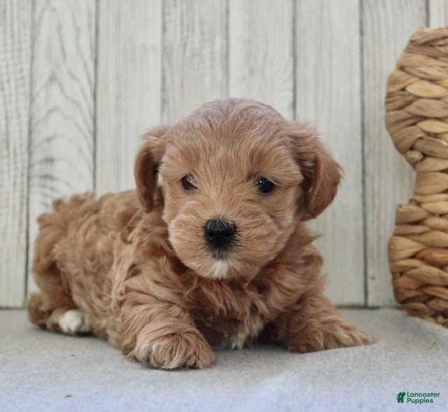 Maltipoo dogs Mia - Ad 2